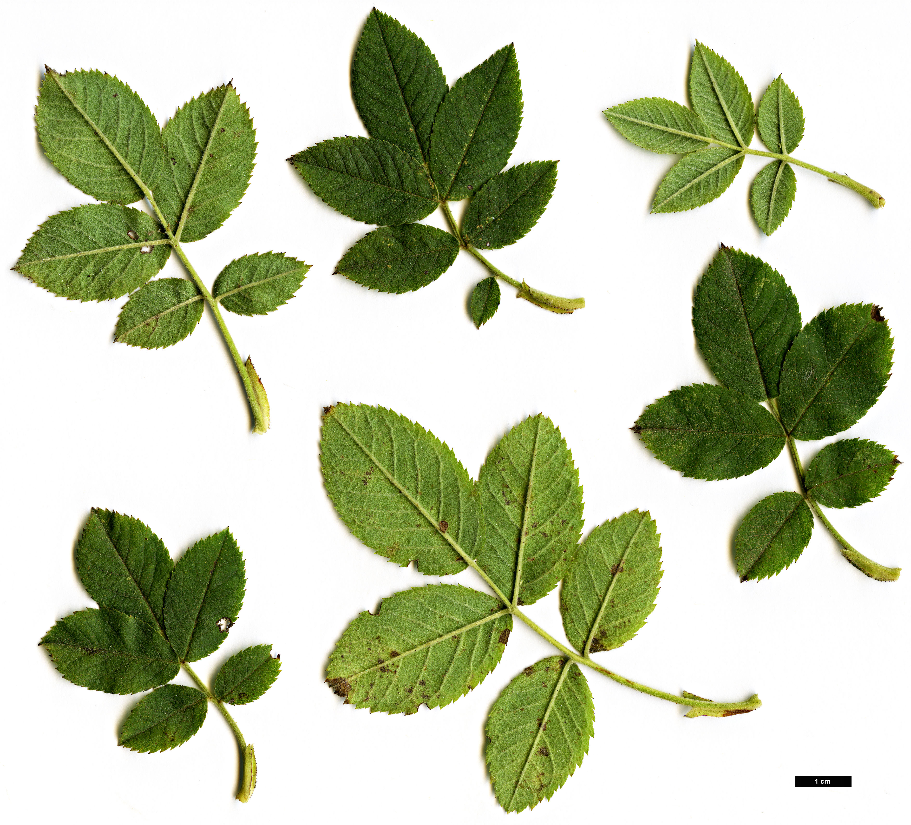 High resolution image: Family: Rosaceae - Genus: Rosa - Taxon: tomentosa High resolution image: Family: Rosaceae - Genus: Rosa - Taxon: tomentosa